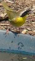 bird for earth day